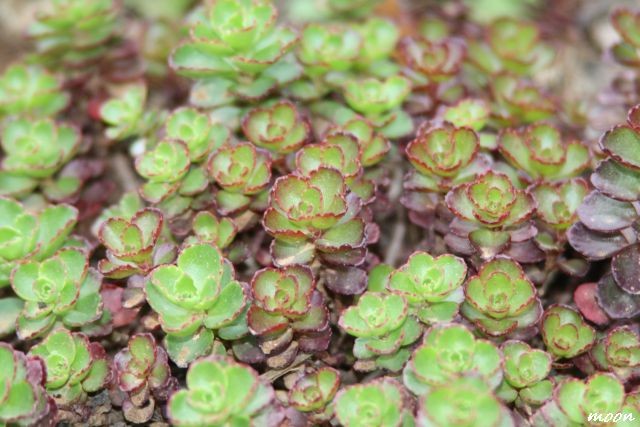 sedum